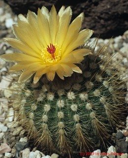 Notocactus cv. scopa x herterii III